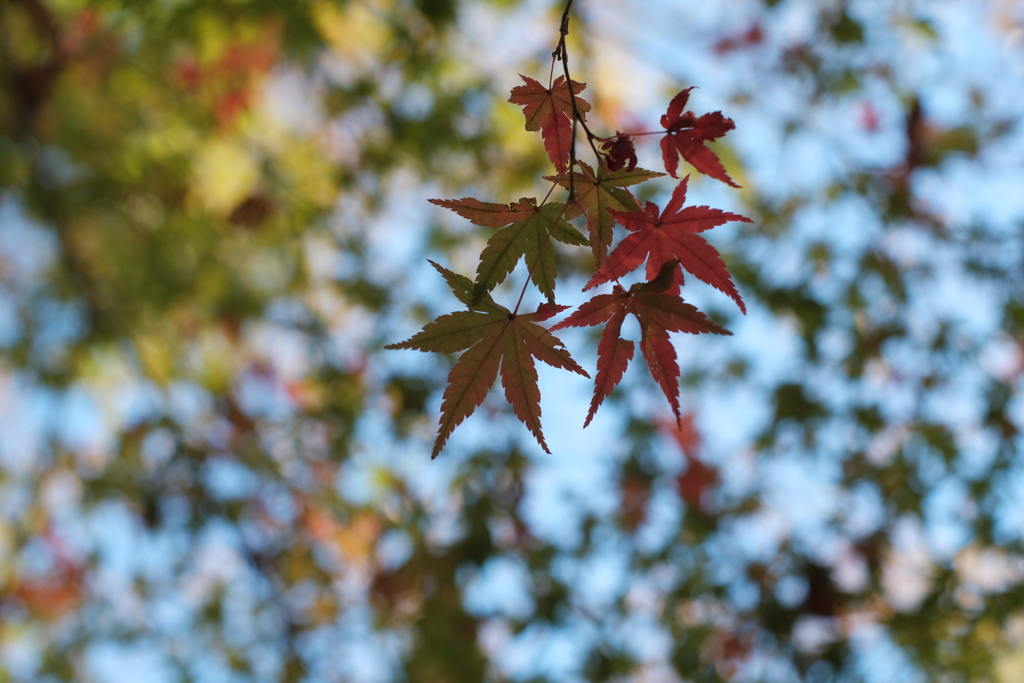 紅葉