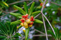 DSCF4025