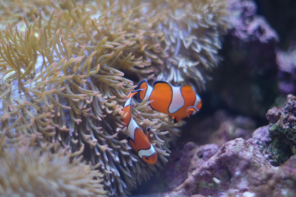 カクレクマノミ
