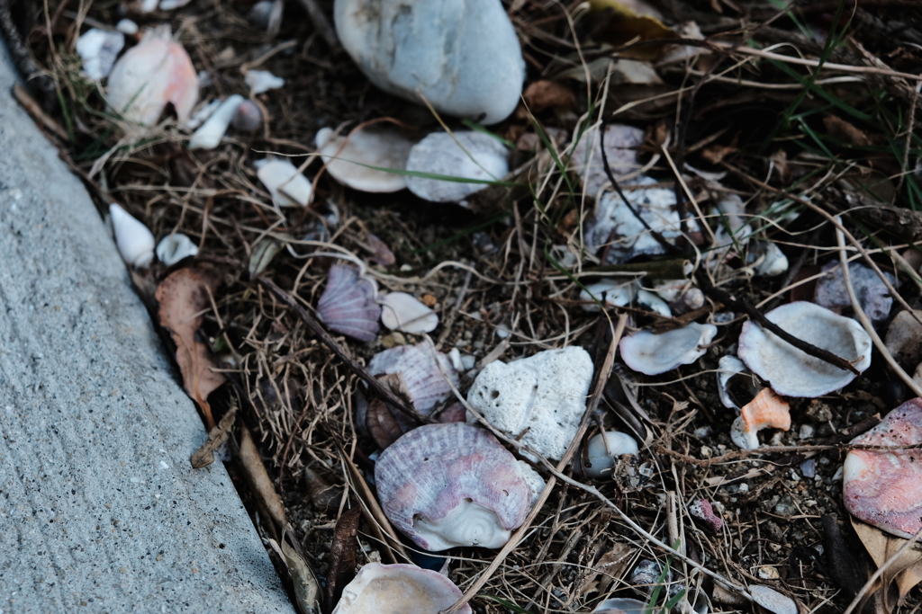 shell