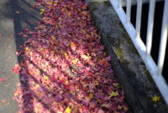 DSCF3956
