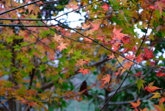 DSCF4191