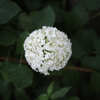 DSCF3060