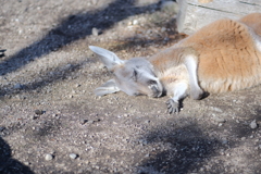 眠たい動物2