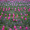 DSCF2465
