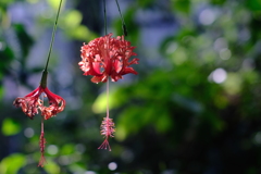 red bell
