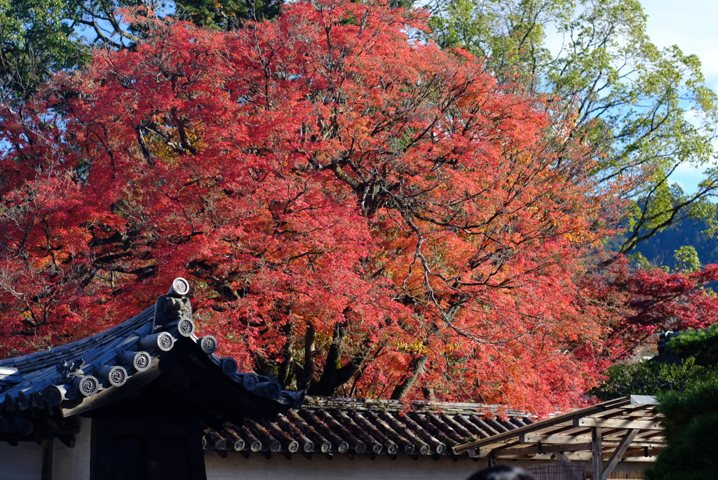 DSCF3685