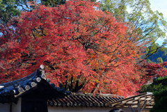 DSCF3685