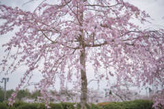 DSCF2650