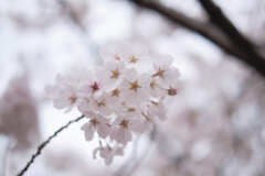 DSCF2510
