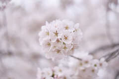 DSCF2524