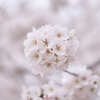 DSCF2524