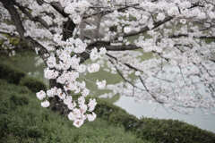 DSCF2498