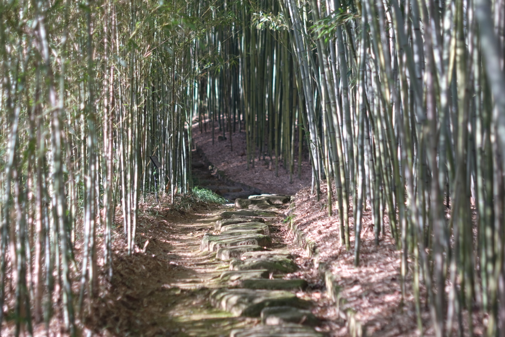 竹林