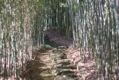 竹林