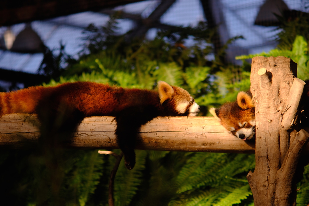 眠たい動物4