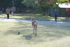 DSCF3517