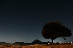 夜の樹