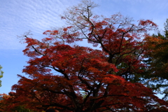 DSCF3650