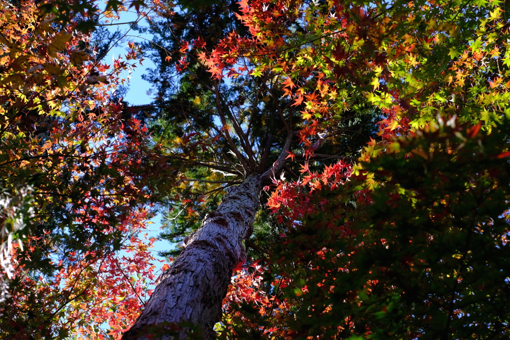 lookup