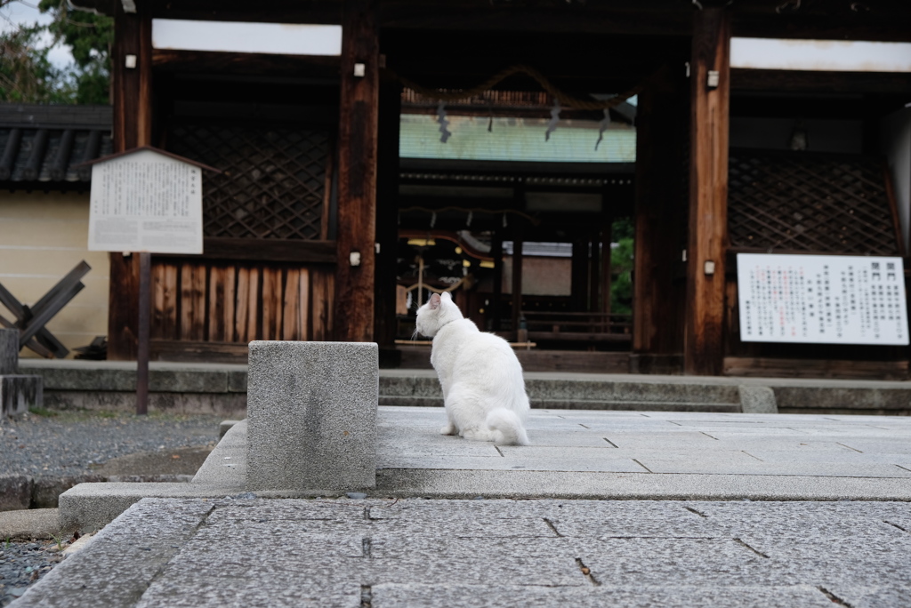 門