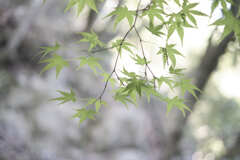 DSCF2735