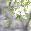 DSCF2735