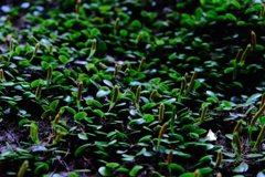 DSCF4168(1)
