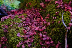 DSCF3790