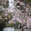 DSCF2417