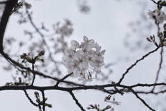 DSCF2556