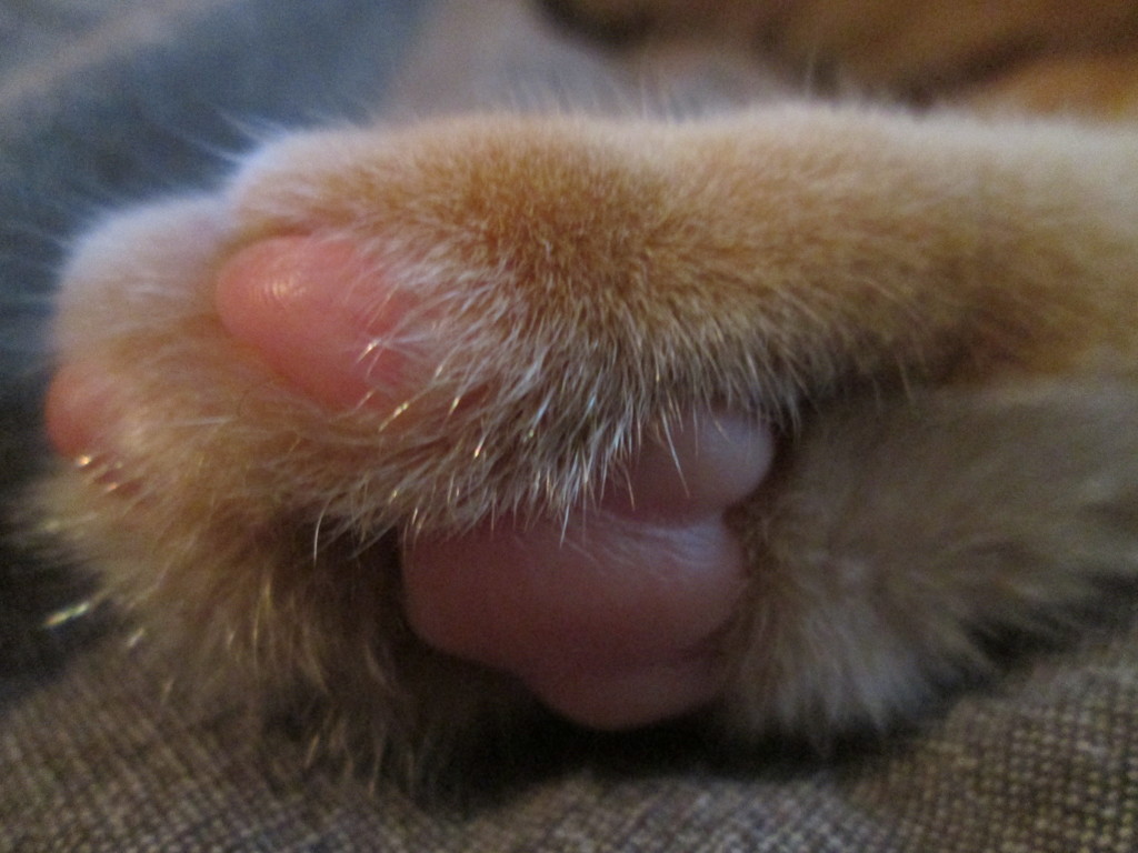 箱入り猫の肉球