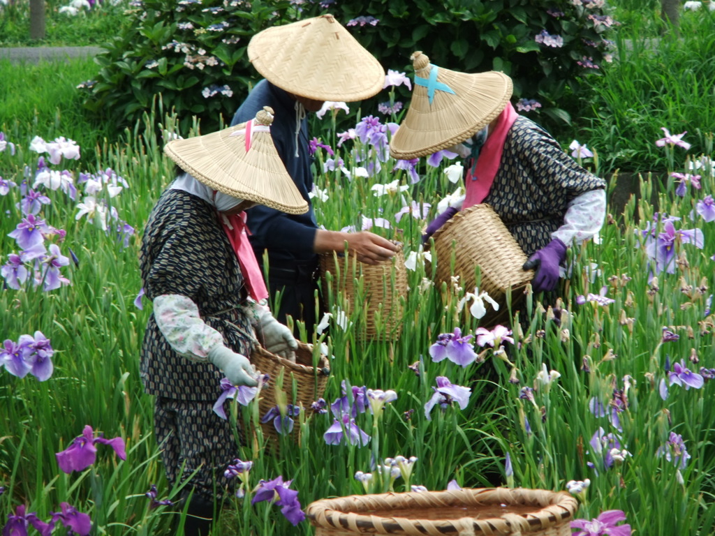 堀切菖蒲園