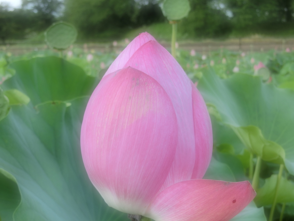 夕方の蓮