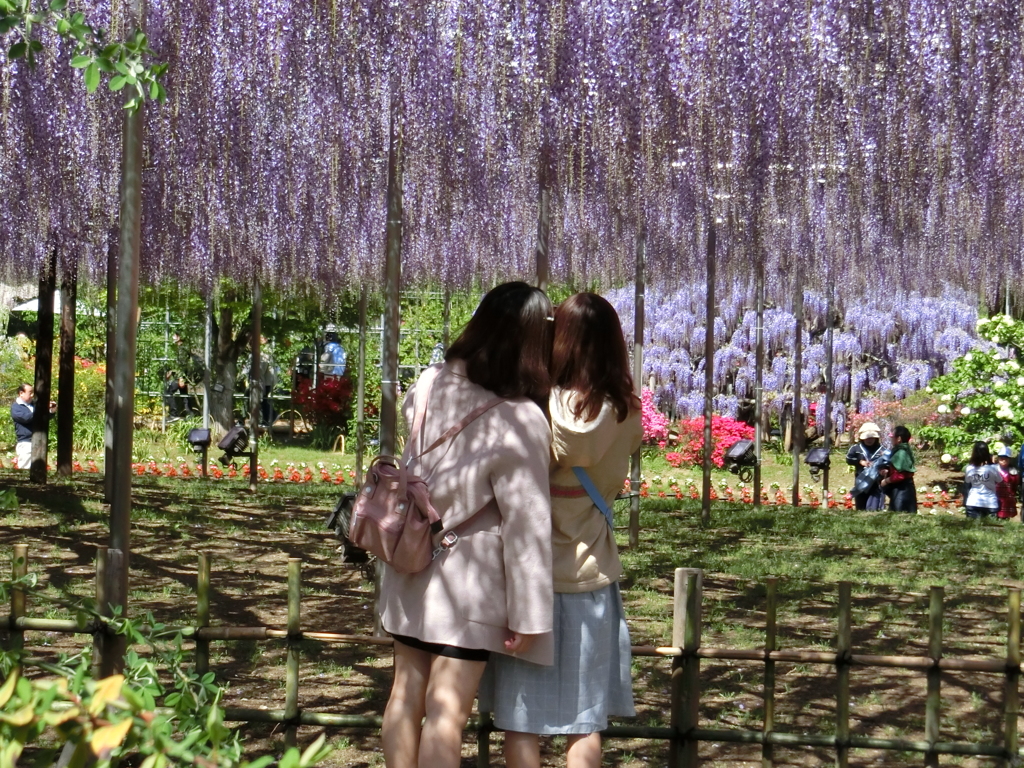 来てよかったね