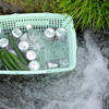 冷えた胡瓜　いかがですか?