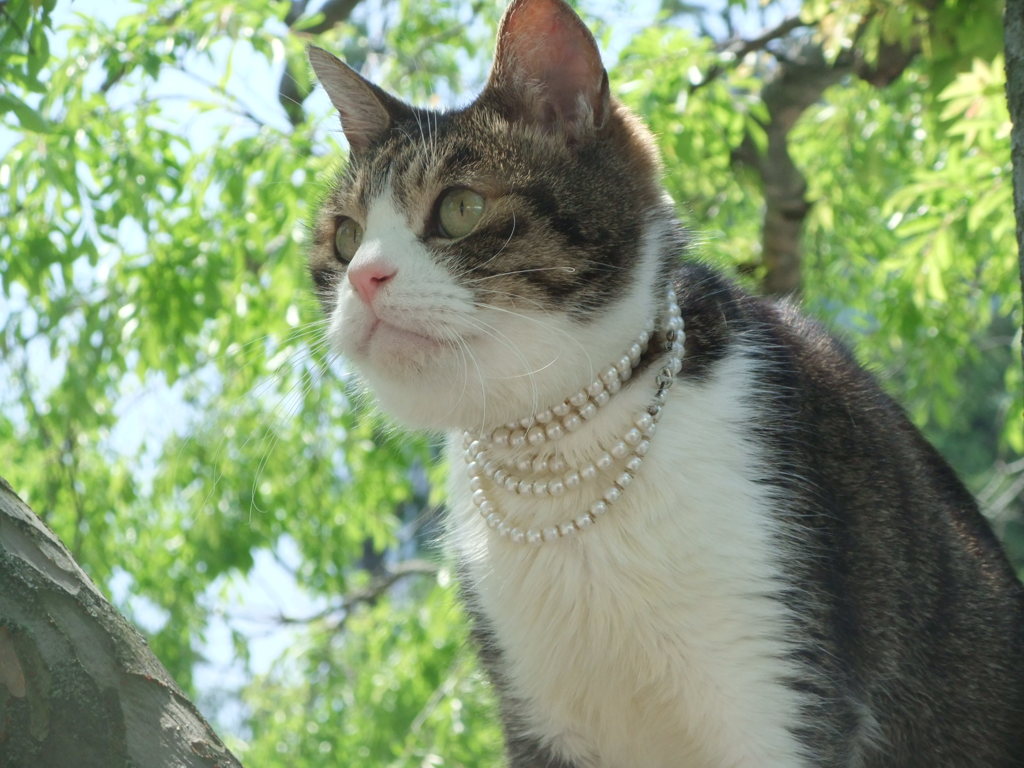 エレガントな猫
