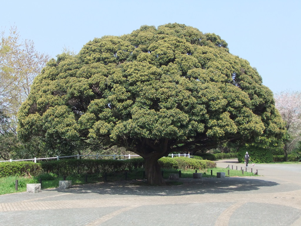 この樹何の樹