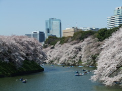 爛漫の千鳥ヶ淵