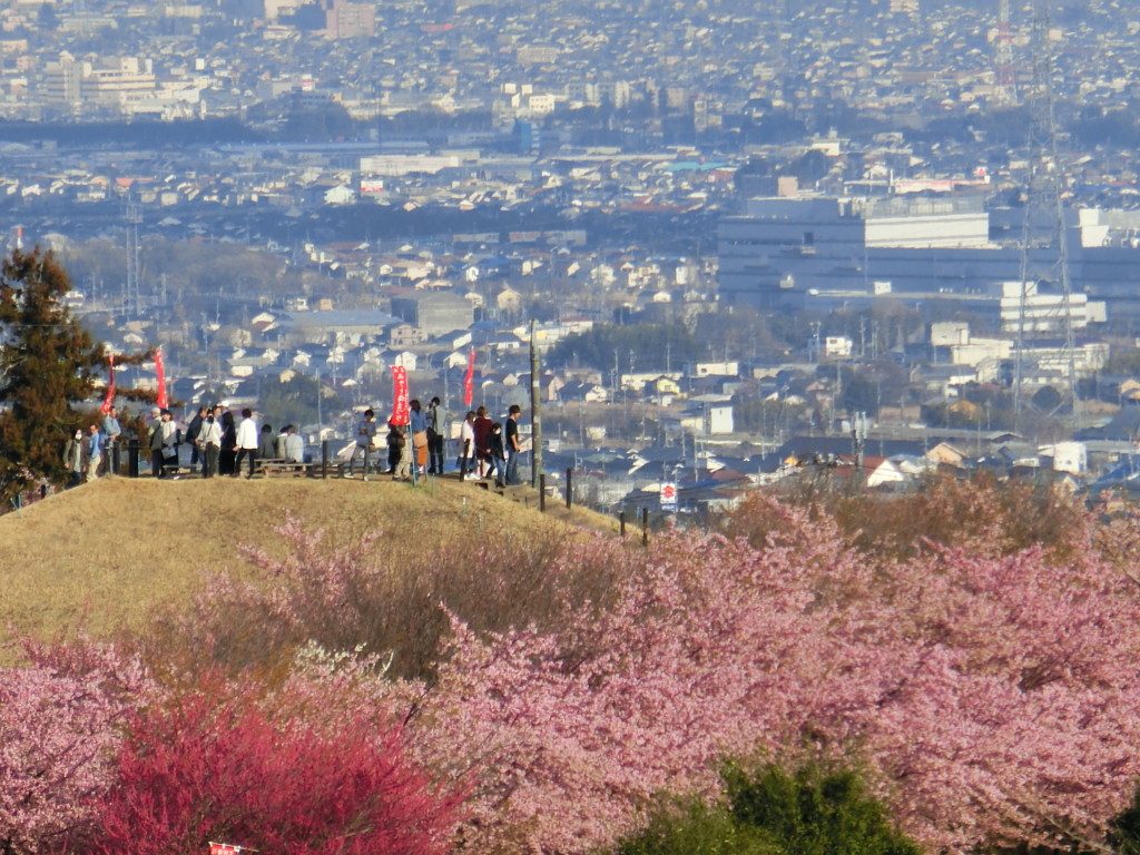 絶景の花見