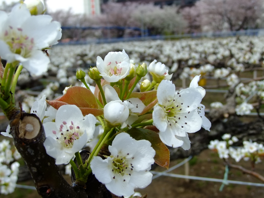 梨の花