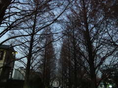 冬枯れの横浜