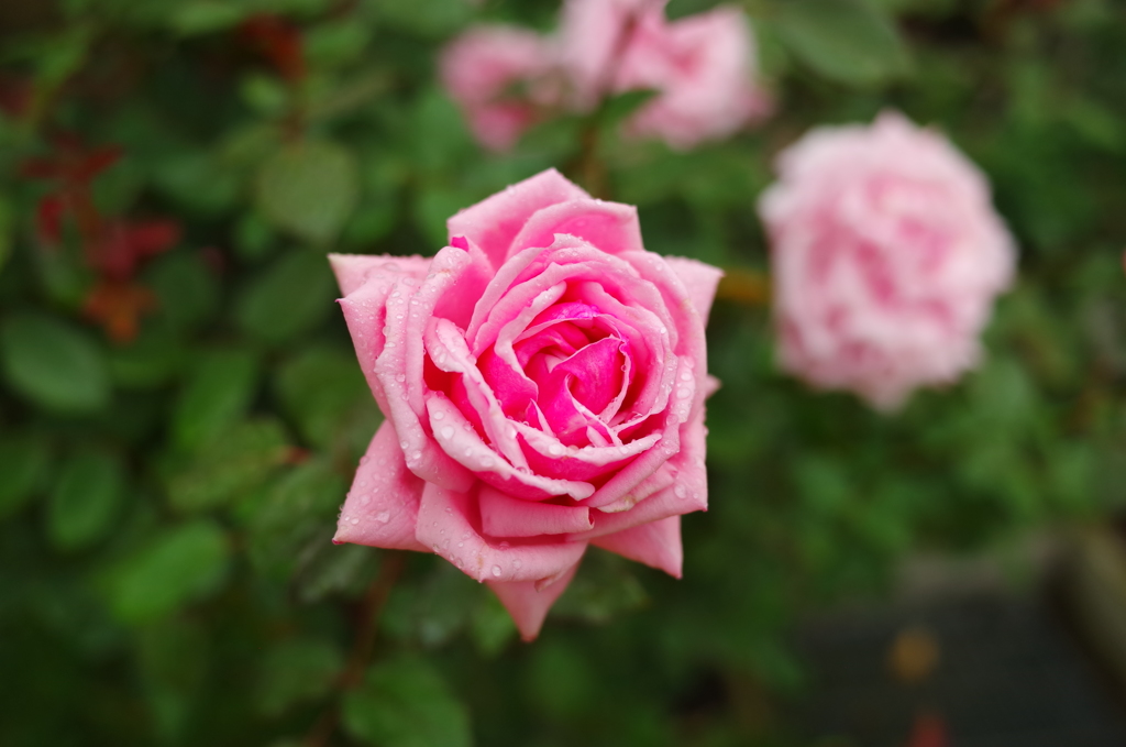 雨上がりの薔薇