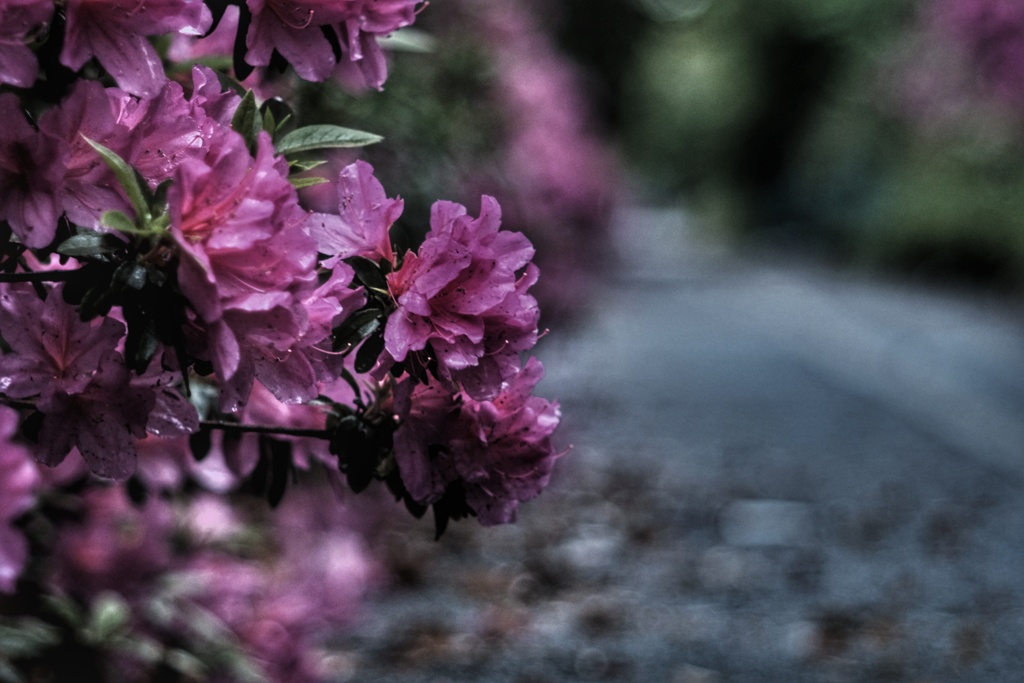 雨上がりの朝、泥被りな道端の躑躅