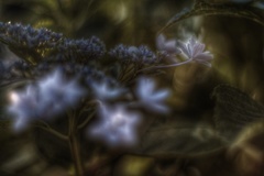 夕刻の額紫陽花