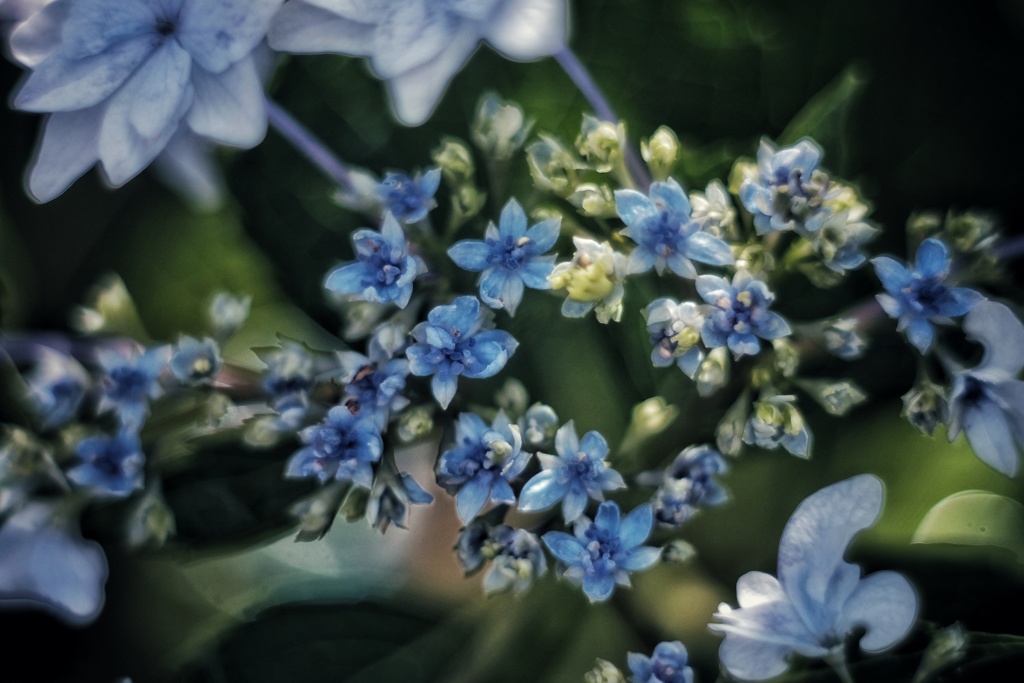 額紫陽花