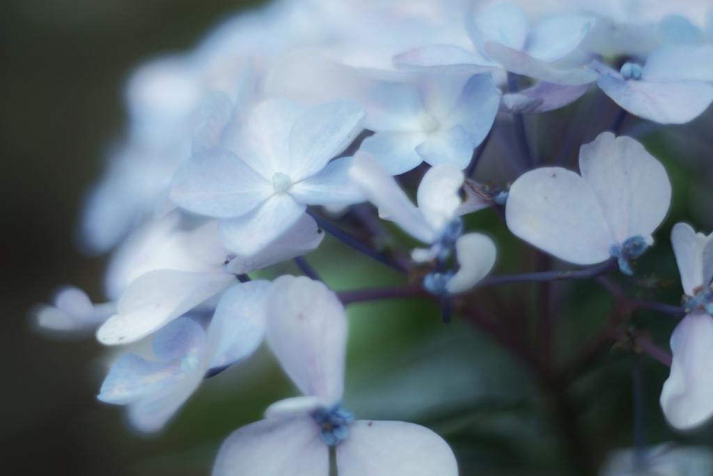 枯紫陽花