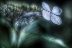 真夜中の額紫陽花