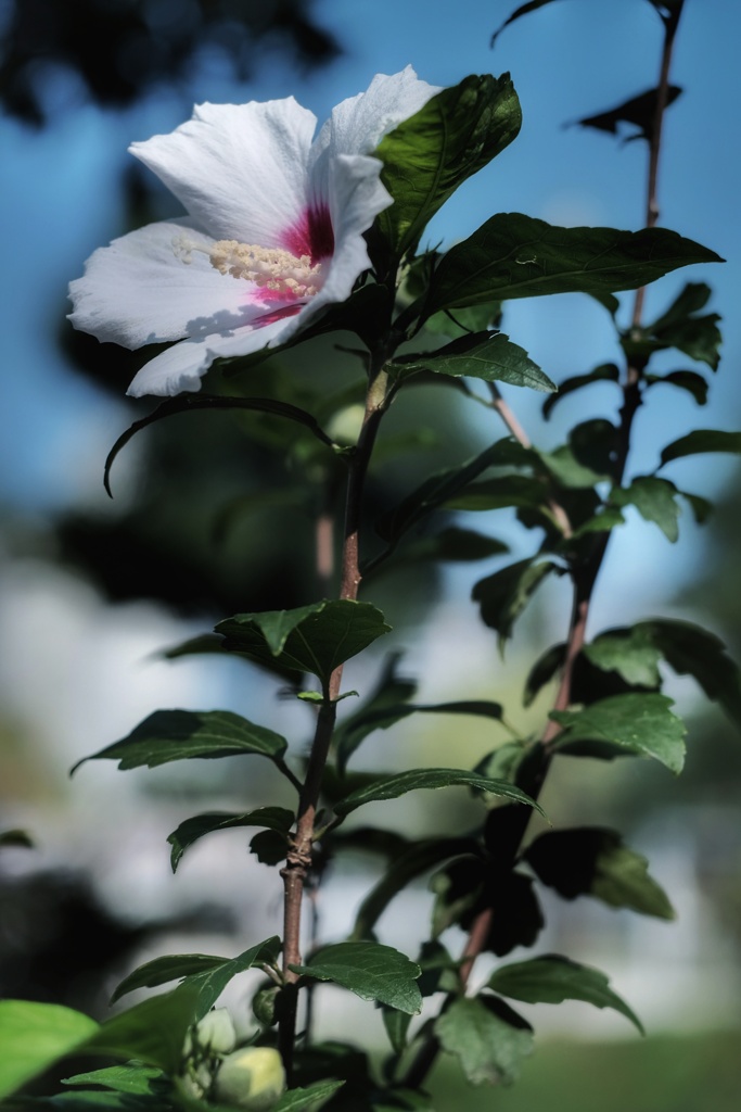 木槿