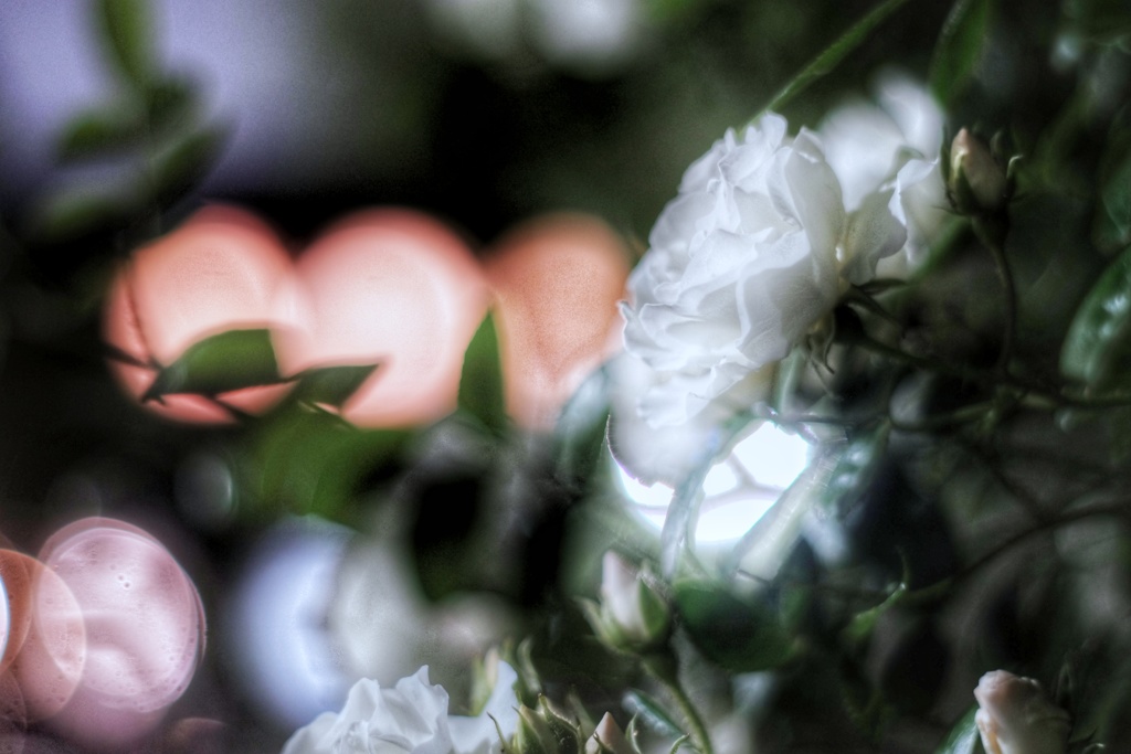 夜薔薇